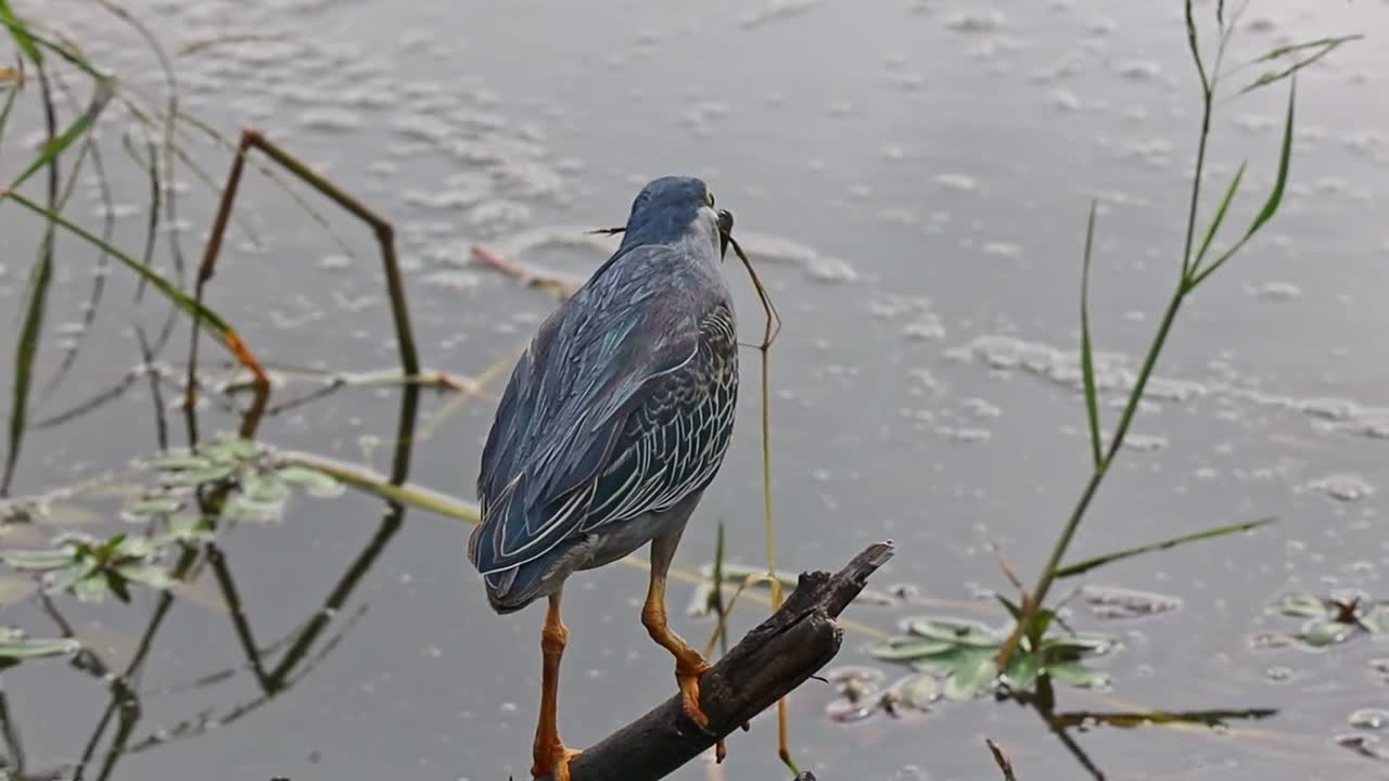 Striated Heron perched on branch over river swallows fish whole, telephoto
