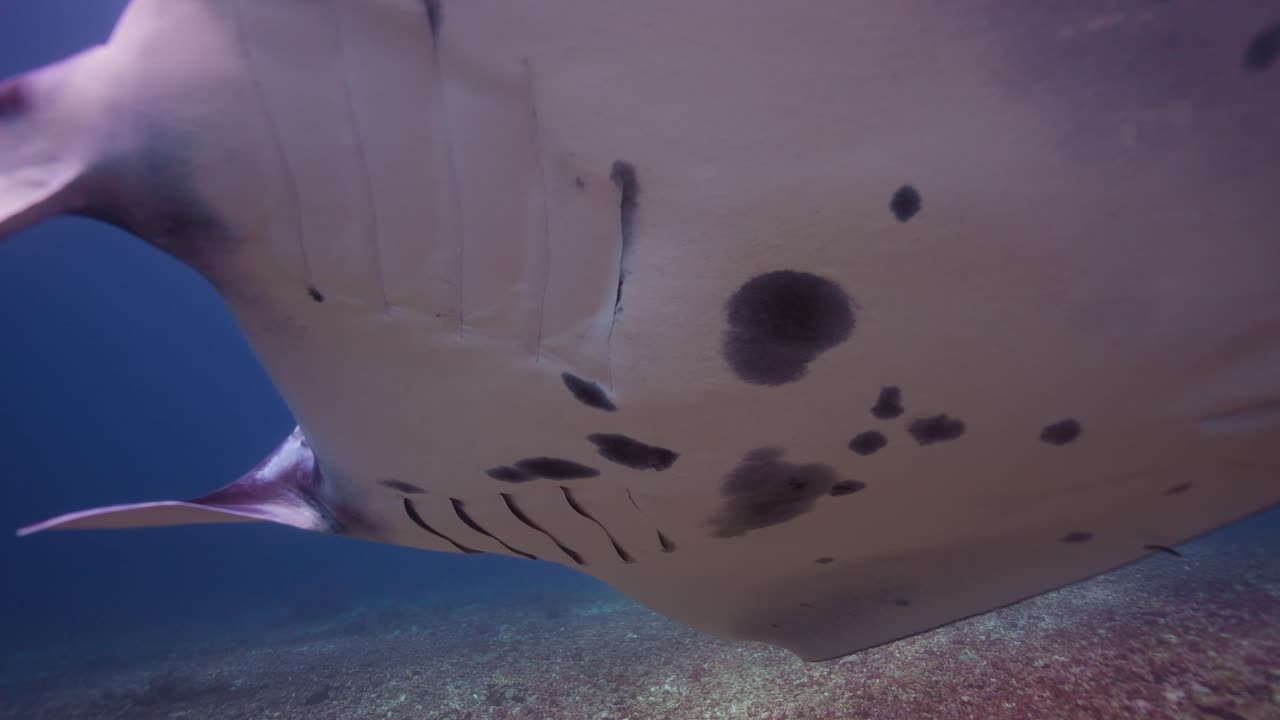 Filmisk nærbillede af en stor Manta Rochel, der glider gennem Indonesiens klare blå ocean og fremhæver de tydelige aftegninger på dens bug