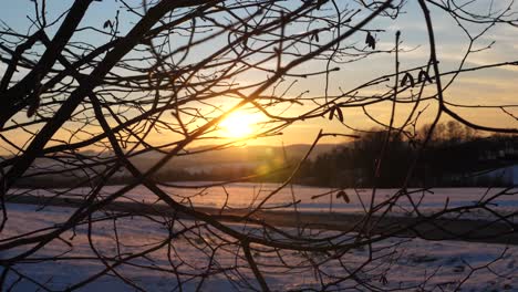 beautiful winter sunset is shining through tree branches without leafs