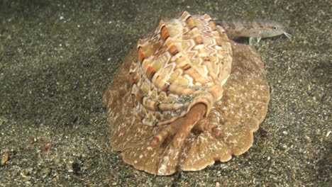 large sea snail called articulate harp moves over sandy seabed toward camera