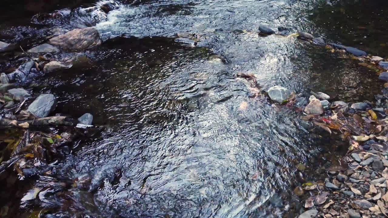 Panoramica dall'acqua verso l'alto di un grazioso ruscello che scorre a valle in slow motion in primo piano.
