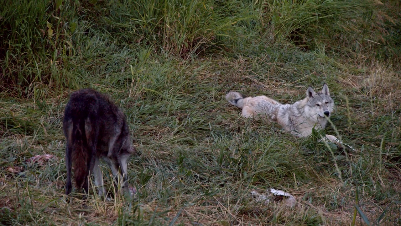 A grey wolf named Koa.