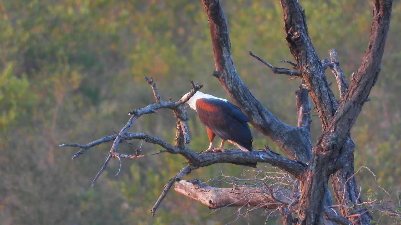 African fish eagle perched in a tree before it takes flight in Kruger National Park, South Africa
