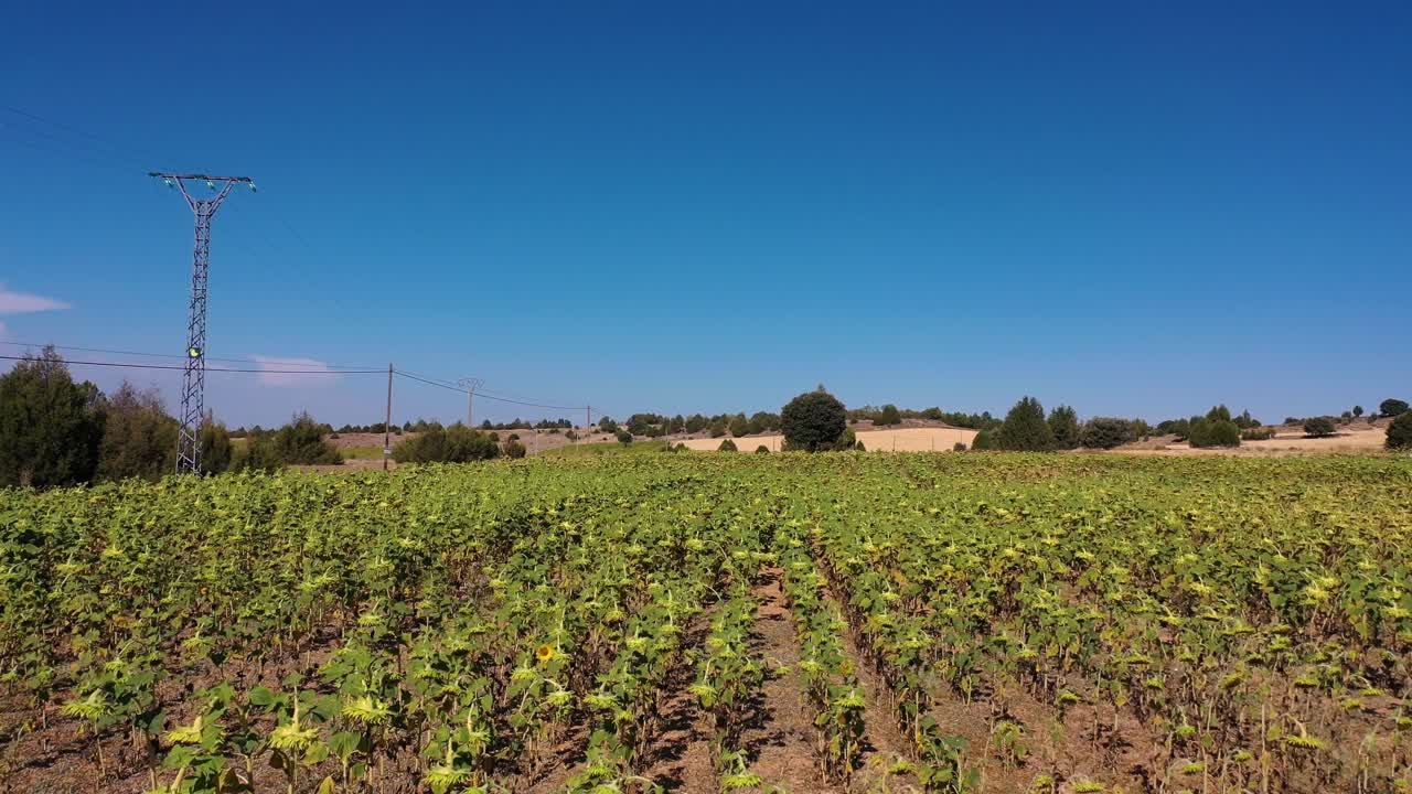 vuelo inverso con un dron en un campo de girasoles, en un lado aparecen algunas líneas eléctricas con un fondo de granjas secas y árboles esparcidos con un cielo azul en una mañana de verano en segovia, españa