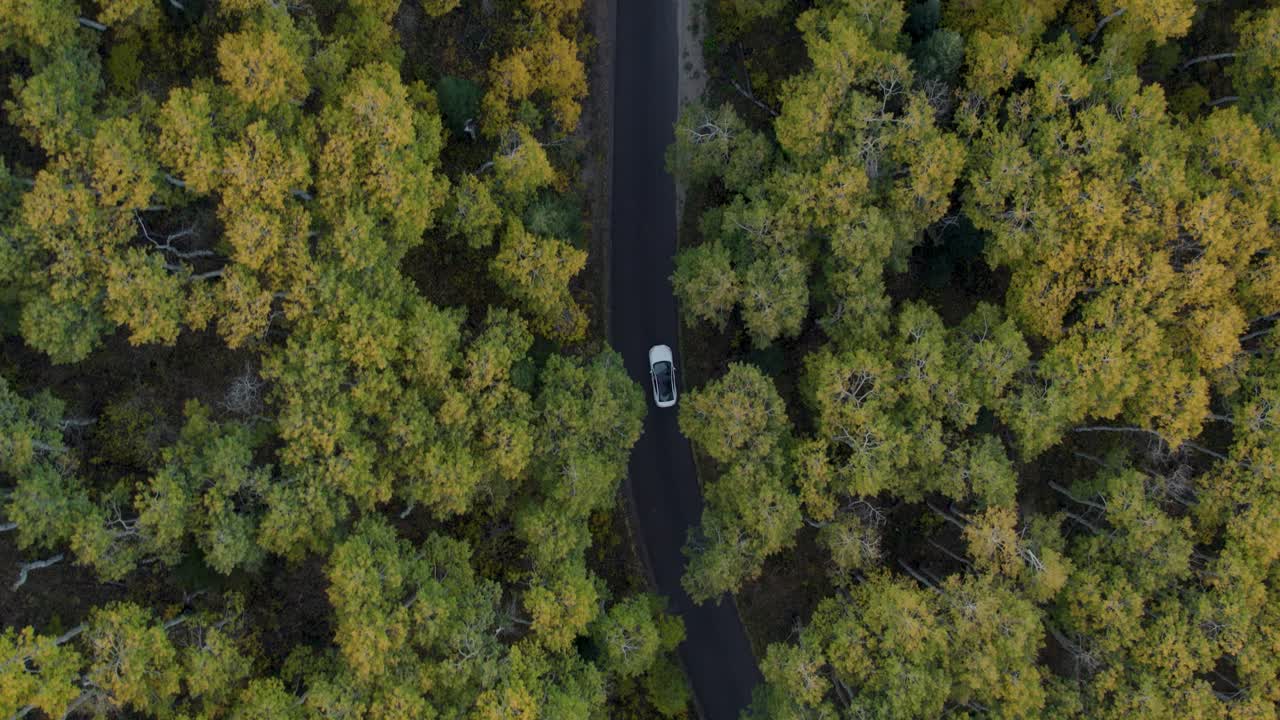 Car riding slowly through dense autumn forest in Utah, overhead
