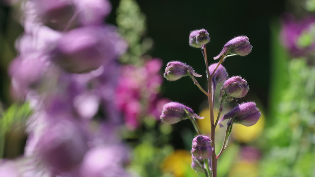 En vakker riddersporesblomst i en engelsk hage