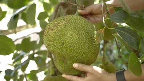 Slow-pan-of-lady-holding-jackfruit-on-tree-with-hands-panning-around-displaying-it's-green-skin-and-spikes-leaves-on-tree-base-of-trunk-in-botanical-garden