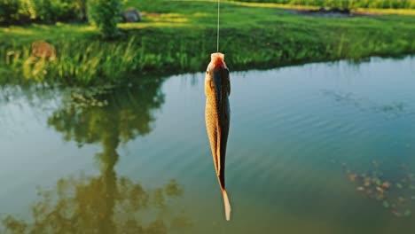 golden crucian carp wiggles on fishing line over green summer latvian pond water