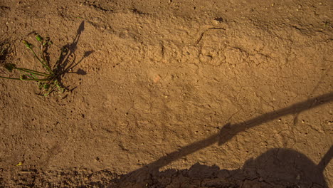 mud or moisture drying and a dandelion withering in the hot sun - long duration time lapse