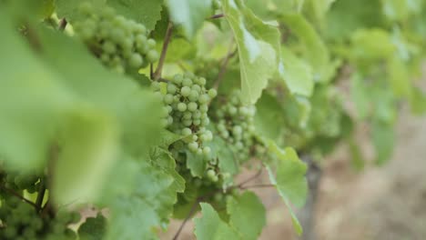 A-bunch-of-young-white-grapes-hanging-on-the-vine-in-a-vineyard