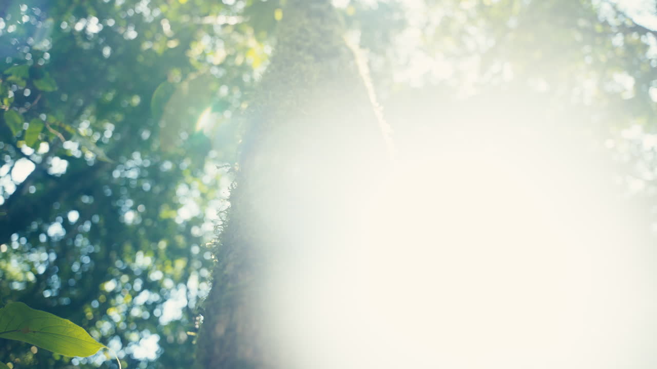 Moss-covered tree in a sunlit forest