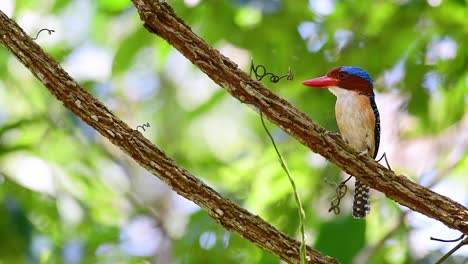 Ein-Baum-Eisvogel-Und-Einer-Der-Schönsten-Vögel-Thailands-In-Den-Tropischen-Regenwäldern