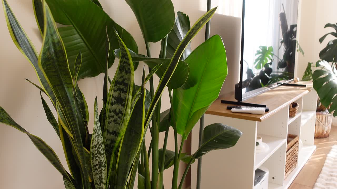 Indoor plants in a living room setting