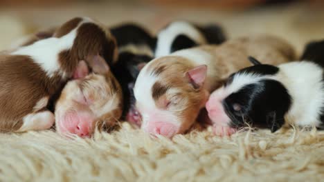 several newborn puppies sleep on a soft comfortable carpet