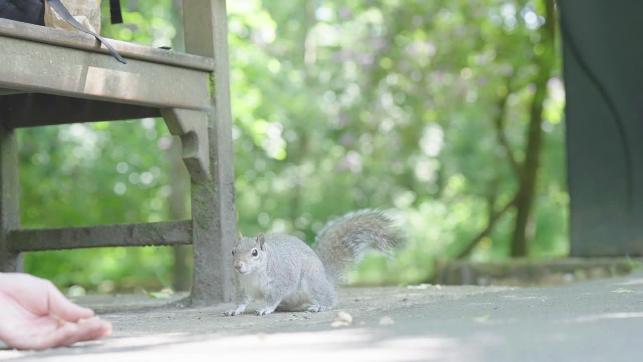 Small lone grey squirrel watching food and waiting near someone&rsquo;s hand