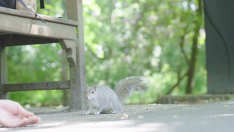 small lone grey squirrel watching food and waiting near someone’s hand