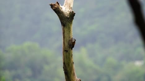 pelatuk besi indonesia o pájaro carpintero colgando de un árbol en el bosque indonesio en un día soleado
