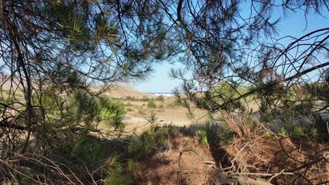 A-tranquil-landscape-emerges-through-lush-pine-branches,-showcasing-the-natural-beauty-of-Crimea's-terrain-and-distant-seascape