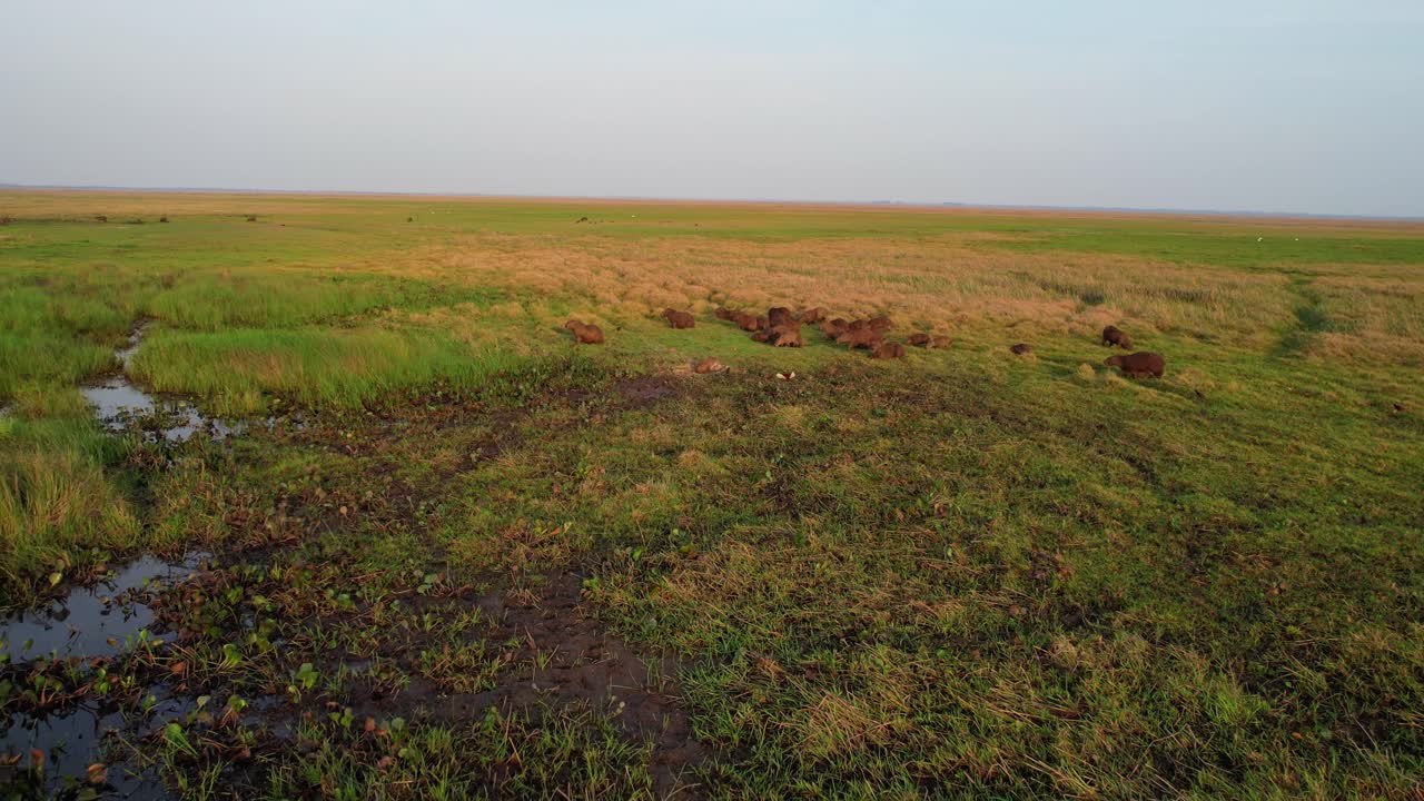 드론으로 촬영한 매혹적인 시네마틱 숏에서 줌인하면 해돋이 때 광활한 평원을 자유롭게 돌아다니는 거대한 카피바라 무리와 마주치는 흥미진진한 순간이 나타나요