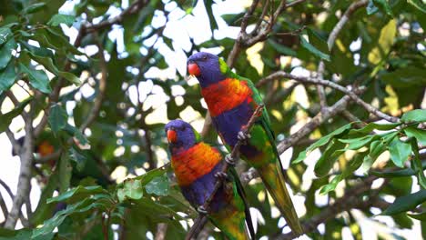 dos pájaros enamorados lorikeets arco iris, trichoglossus moluccanus encaramados uno al lado del otro en la rama de un árbol, limpiándose y arreglando las plumas del otro, tiro de cerca