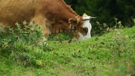 Cow-grazes-on-pasture-with-green-grass,