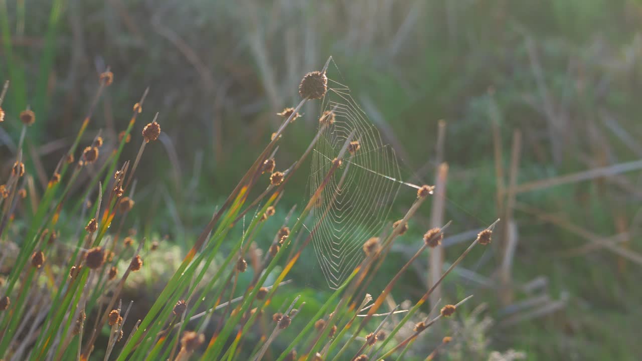 갈대의 패닝 샷 - 이른 아침 햇살에 거미줄