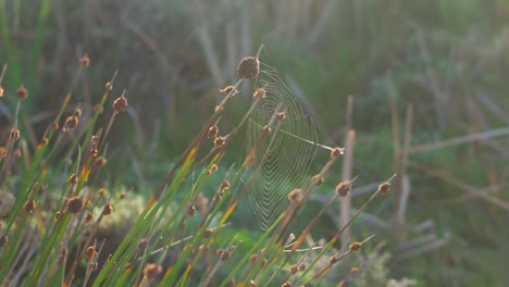 Schwenkaufnahme-Von-Schilf---Spinnennetz-Im-Frühen-Morgenlicht