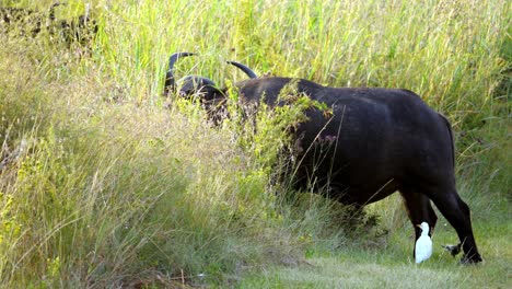 black buffalo eats in the grass accompanied by white egrets