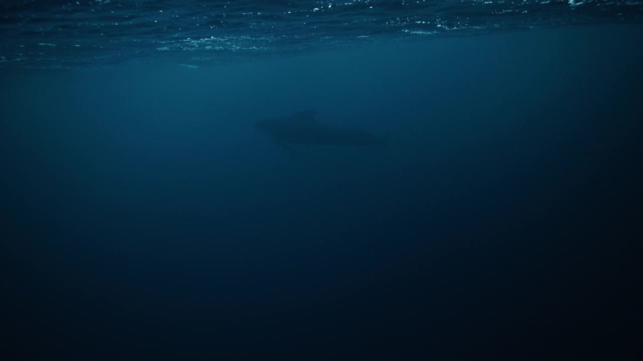 Freediver gliding beneath Arctic Norway fjord surface in calm blue water next to pilot whale swimming