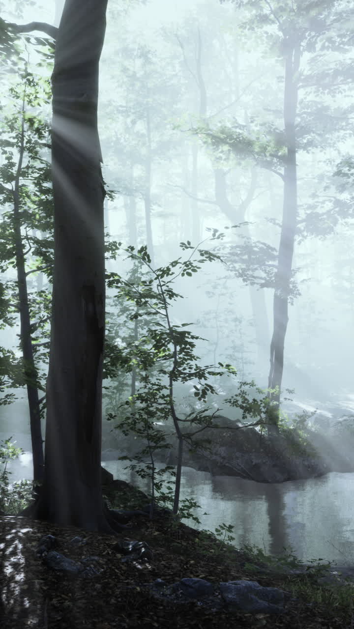 안개 숲을 가로지르는 빛