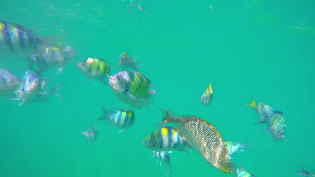 스노클링을 하면서 떠다니는 노란 줄무늬 열대어 무리