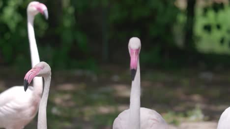 Primer-Plano-Teleobjetivo-Pavoneándose-Flamencos-Rosados,-Lanzallamas,-Pájaro-Elegante