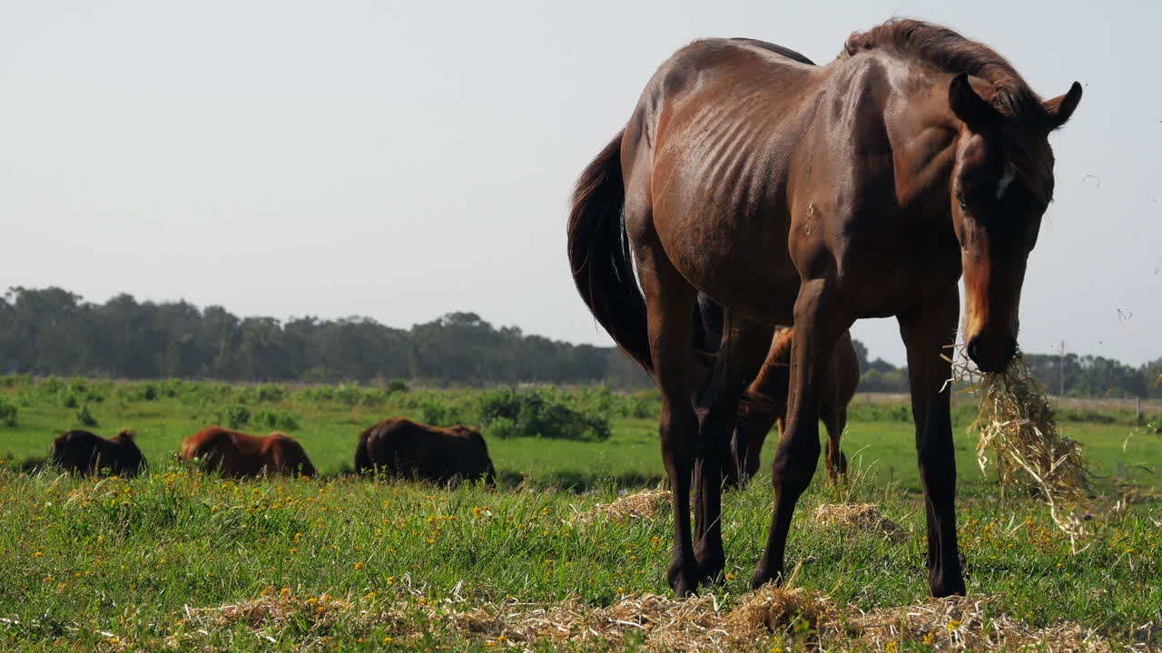 concéntrese en el pastoreo del caballo derecho con un grupo de caballos tendidos en segundo plano.