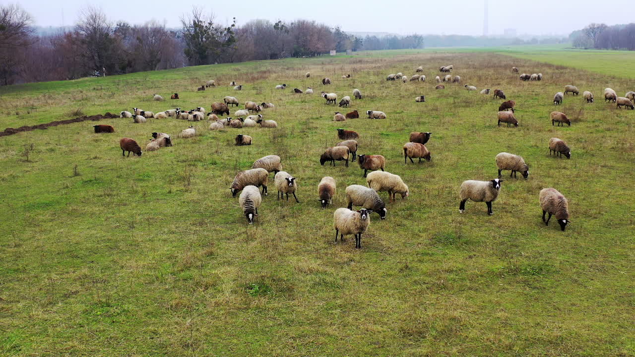 Pecore allevate come bestiame. Animali domestici bianchi e marroni che si nutrono in un prato. Video dall'alto.