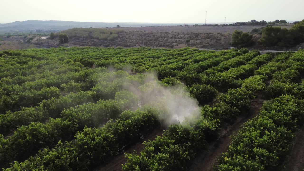 Un contadino anonimo che guida un trattore spruzza pesticida sugli alberi di limoni