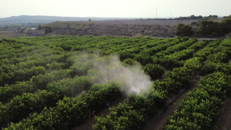 anonymous farmer driving tractor spraying pesticide on lemon trees