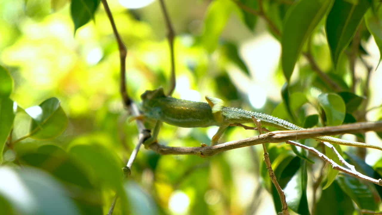 hermoso camaleón verde se acerca y sube a una rama delgada en el árbol