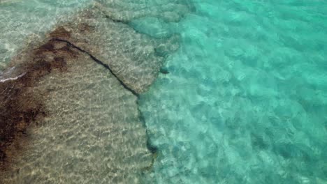 vista aérea de peces loros grandes saliendo y entrando en el arrecife evitando la línea de pesca, mar del caribe