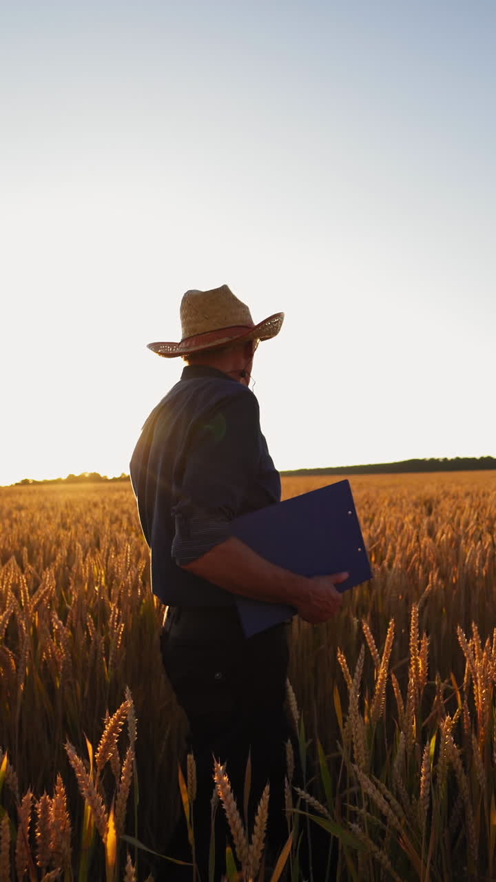 Agriculturist inspects the crop in farmland. Farmer in hat with a folder walking on golden field against bright sunlight in summer. Vertical video