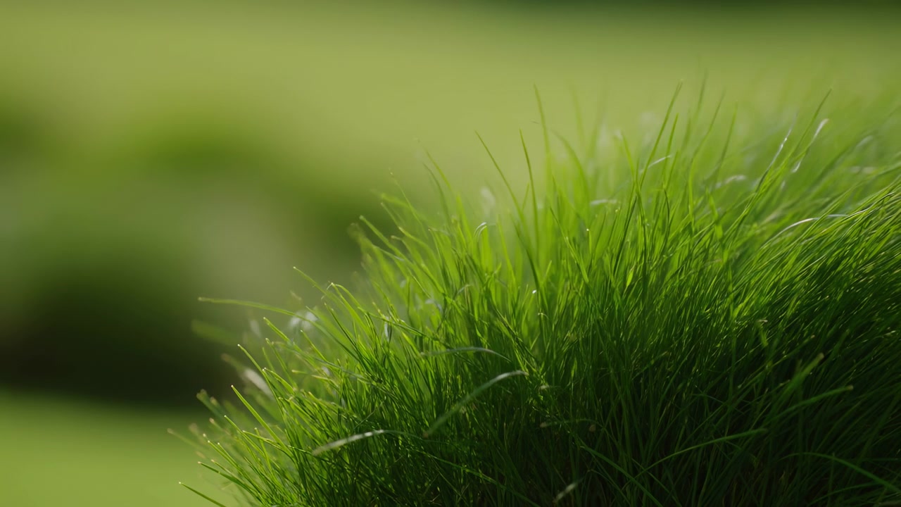 Primo piano di erba verde vivido con dettagli nitidi delle lame sulla destra e uno sfondo verde sfocato e uniforme, che crea una texture naturale e fresca, un contrasto delicato, una composizione ariosa e una sensazione ambientale serena.