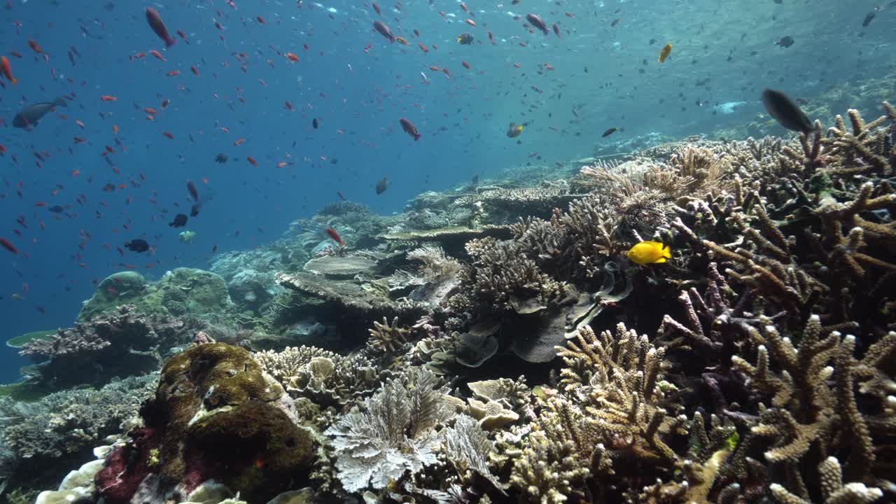 abundante vida de peces coloridos alrededor de un arrecife de coral saludable