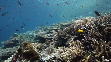 abundante vida de peces coloridos alrededor de un arrecife de coral saludable