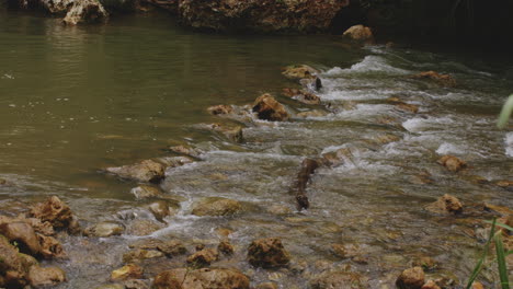 river water rippling and flowing through rocks at rio tanama, puerto rico - wide, static shot