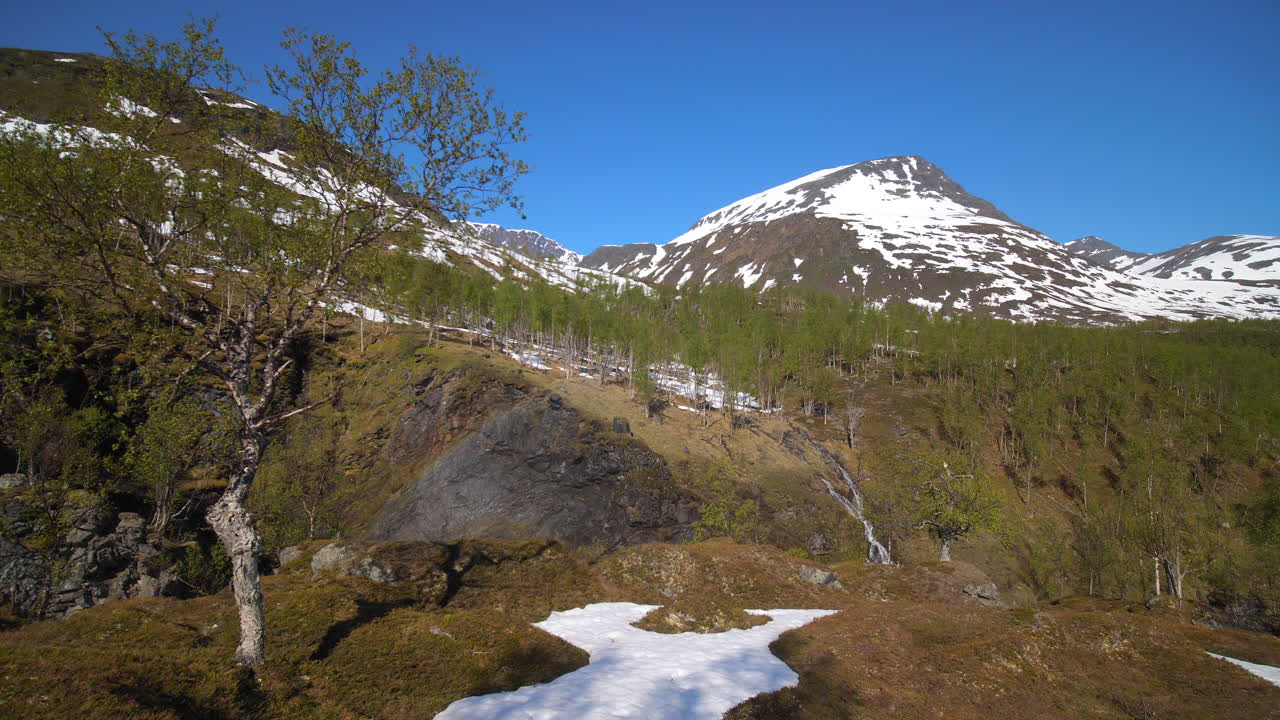 vista estática de un paisaje con árboles y montañas nevadas, en las tierras altas de rotsundelv, en un día soleado de verano, en los alpes de lyngen, norte de noruega