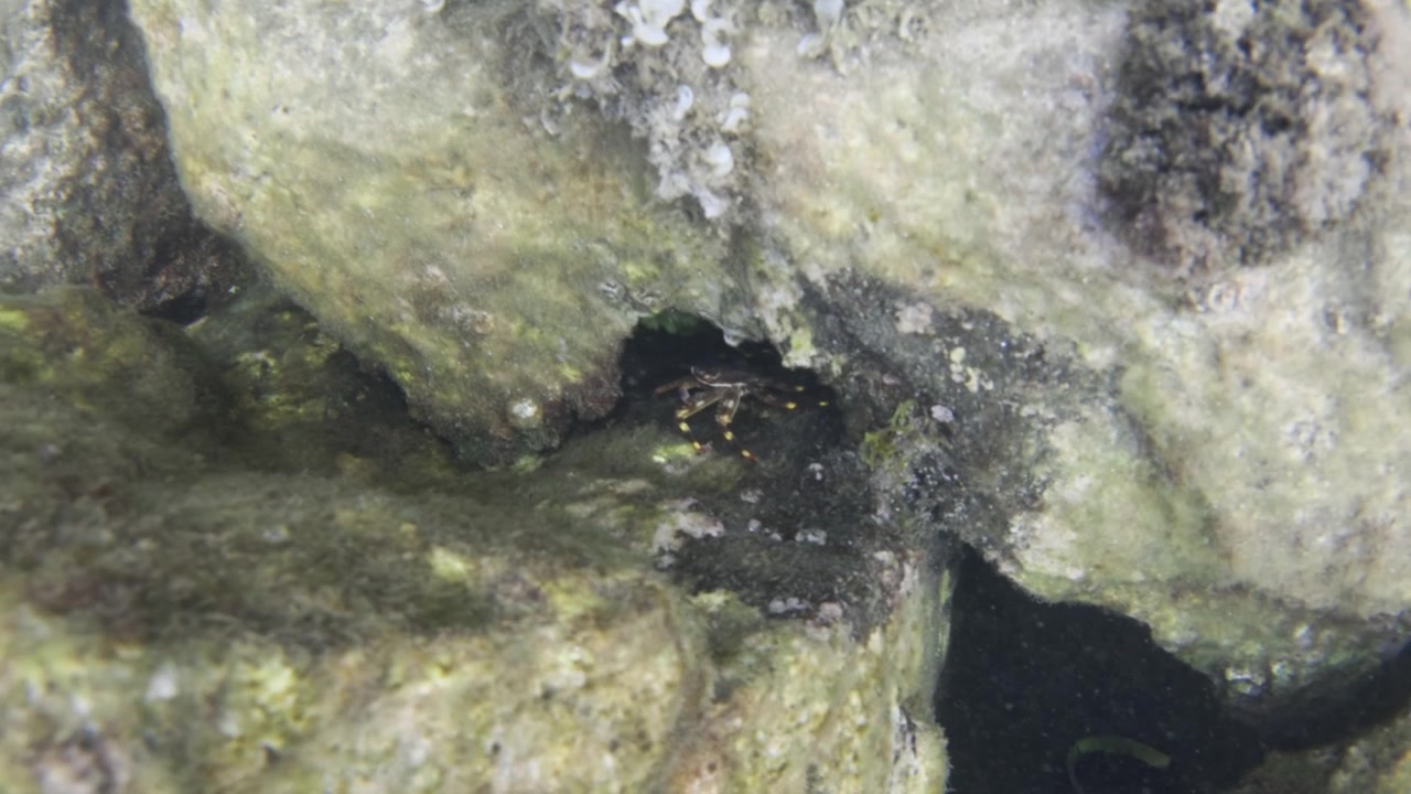 Small crab is hiding between algae covered rocks on the ocean floor, showcasing marine wildlife and the underwater ecosystem