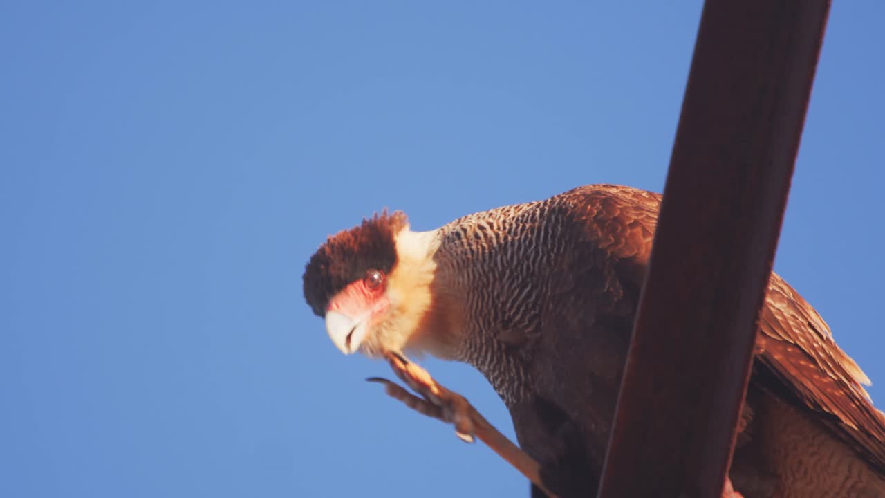 Closeup Side view of a Crested Caracara scratching its head with its sharp talons sitting on a rusted perch