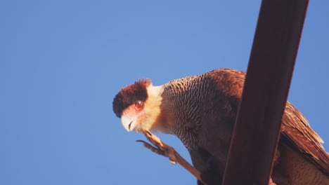 Vista-Lateral-Más-Cercana-De-Un-Caracara-Con-Cresta-Rascándose-La-Cabeza-Con-Sus-Garras-Afiladas-Sentado-En-Una-Percha-Oxidada