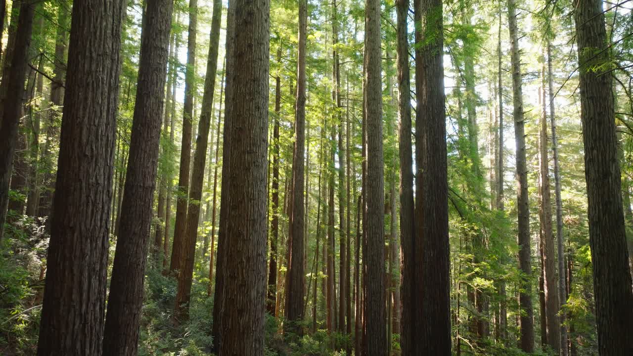 Tranquilla scena di una foresta di sequoie in California con la luce del sole che filtra tra gli alberi