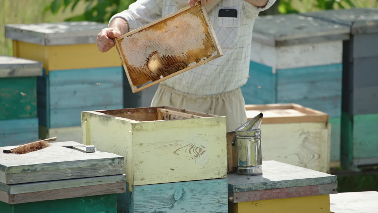 Apiarist in protective hat pulled the frame from hive. Bee farmer shakes off the insects from a frame. Healthy food concept.
