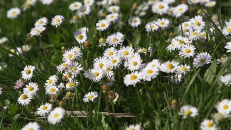 patch of daisies in green grass lawn during spring